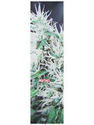 High Times Magazine Weed 2 Griptape by Mob