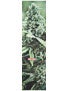 High Times Magazine Weed 4 Griptape by Mob