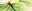 HUF Get Lei'd Snapback Hat